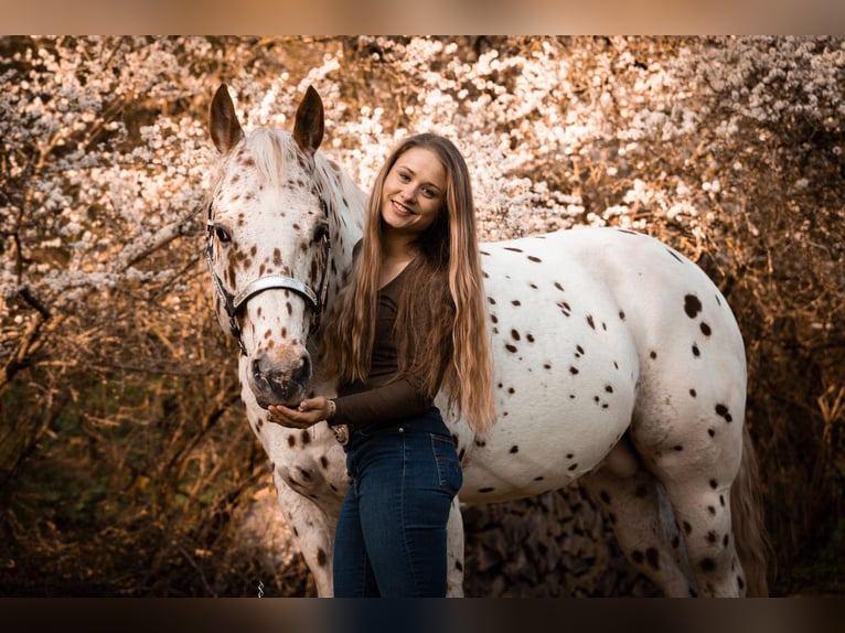 Appaloosa Étalon Léopard in Kirtorf