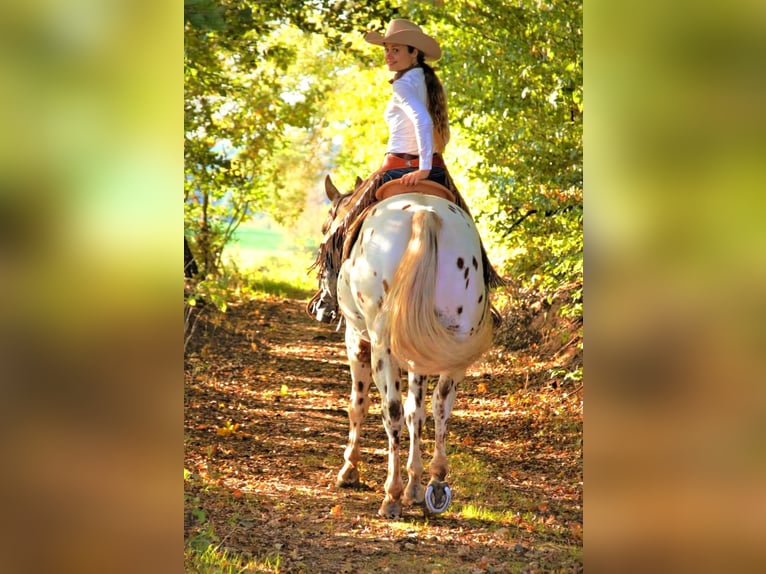 Appaloosa Étalon Léopard in Kirtorf