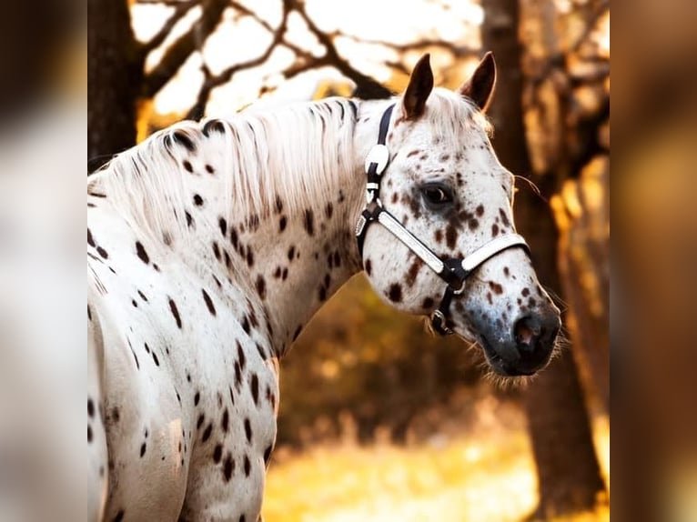 Appaloosa Étalon Léopard in Kirtorf