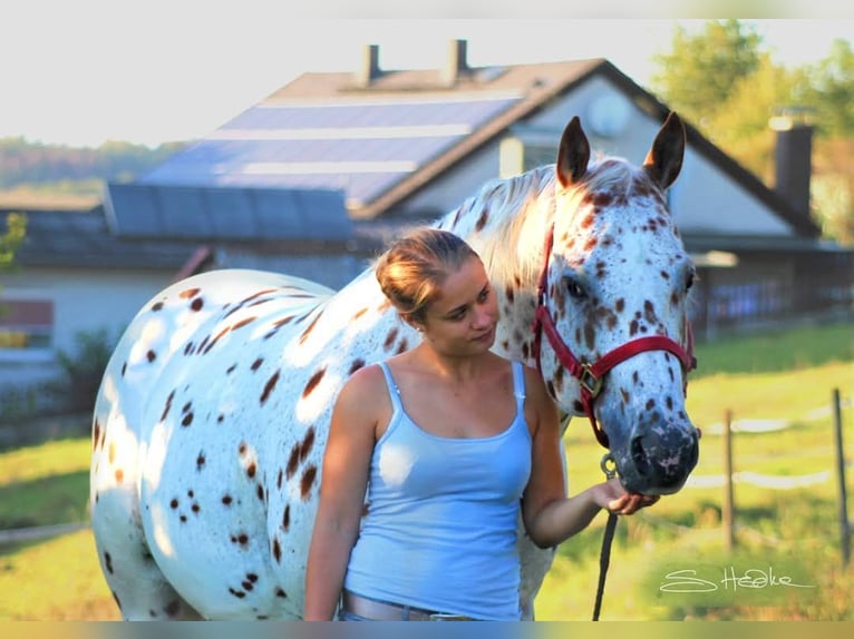 Appaloosa Étalon Léopard in Kirtorf