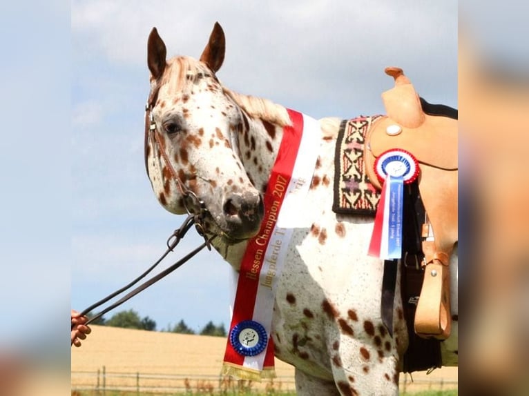 Appaloosa Étalon Léopard in Kirtorf