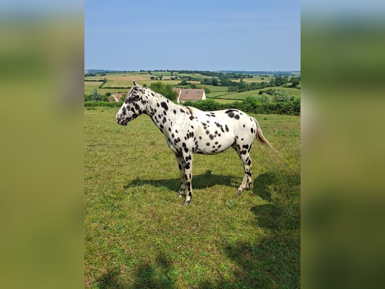 Appaloosa Étalon Léopard in CERSOT Appaloosa Étalon Léopard in CERSOT