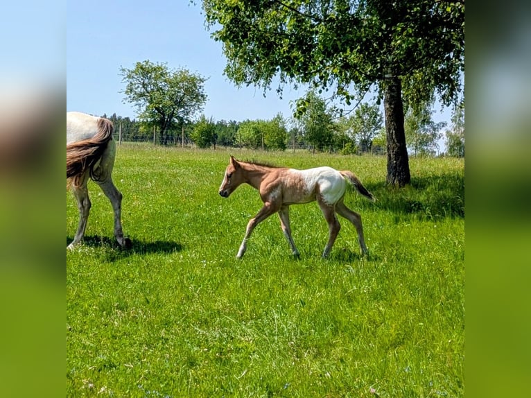 Appaloosa Étalon Poulain (05/2026) 150 cm Bai in Brand