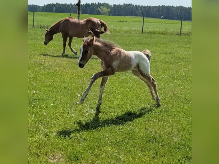 Appaloosa Étalon Poulain (05/2026) 150 cm Bai in Brand
