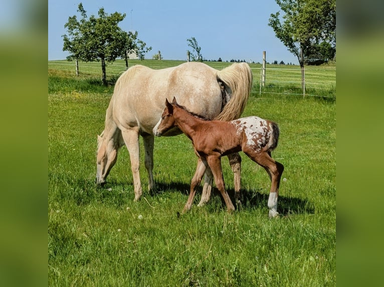 Appaloosa Étalon Poulain (05/2026) 150 cm Bai in Brand