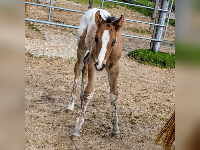 Appaloosa Étalon Poulain (05/2026) 150 cm Bai in Brand