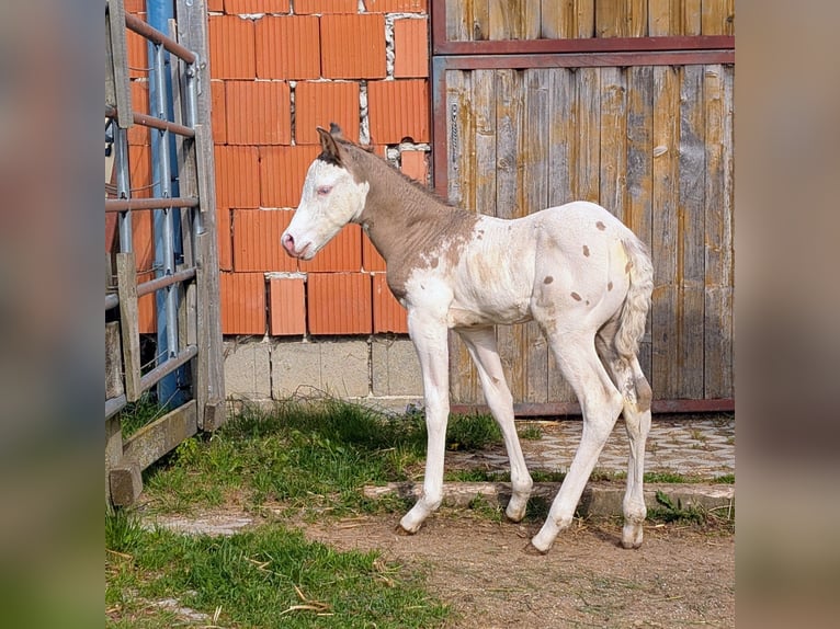 Appaloosa Étalon Poulain (05/2026) 150 cm Bai in Brand