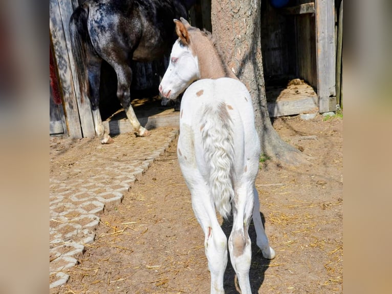 Appaloosa Étalon Poulain (05/2026) 150 cm Grullo in Brand
