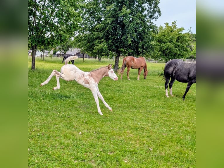 Appaloosa Étalon Poulain (05/2026) 150 cm Grullo in Brand