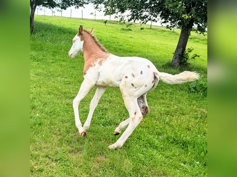 Appaloosa Étalon Poulain (05/2026) 150 cm Grullo in Brand