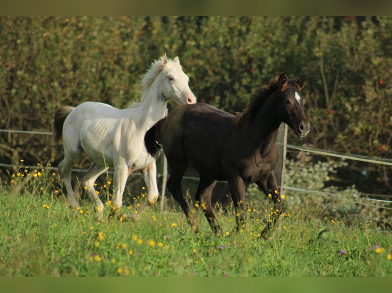 Appaloosa Étalon Poulain (02/2024) 150 cm Noir in Globoko