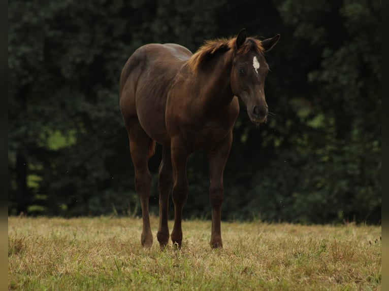 Appaloosa Étalon Poulain (02/2024) 150 cm Noir in Globoko