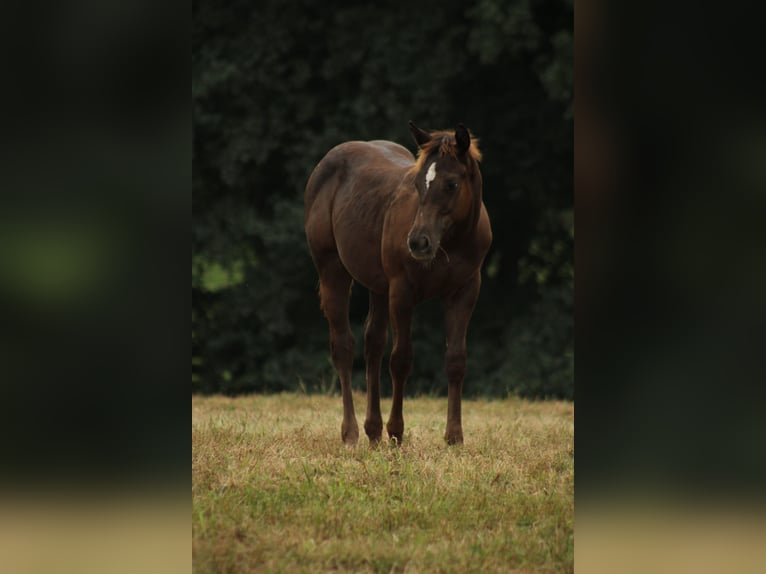 Appaloosa Étalon Poulain (02/2024) 150 cm Noir in Globoko