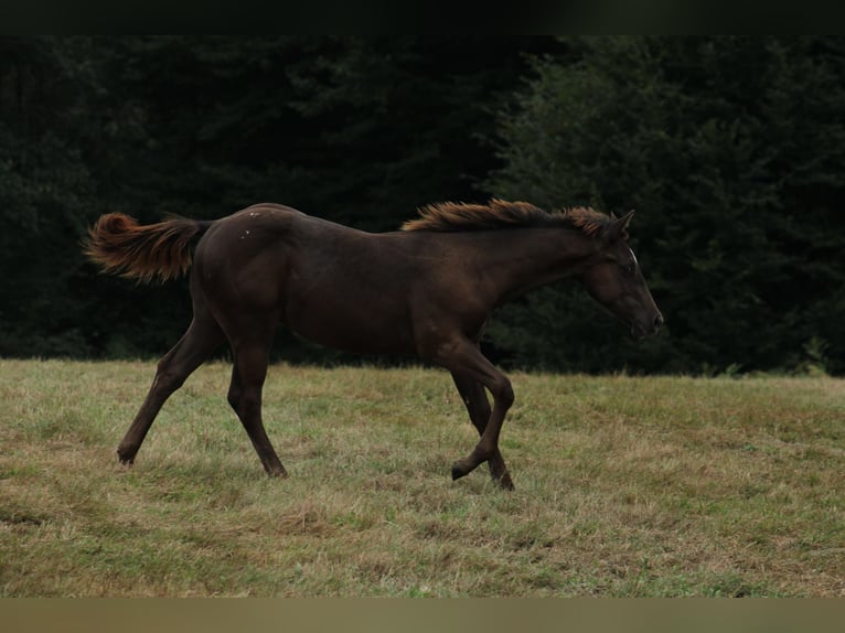 Appaloosa Étalon Poulain (02/2024) 150 cm Noir in Brežice