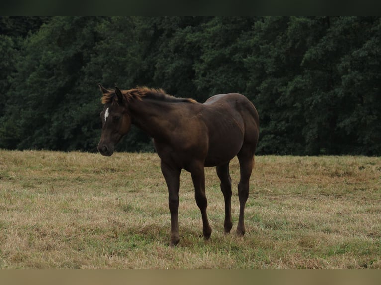 Appaloosa Étalon Poulain (02/2024) 150 cm Noir in Brežice