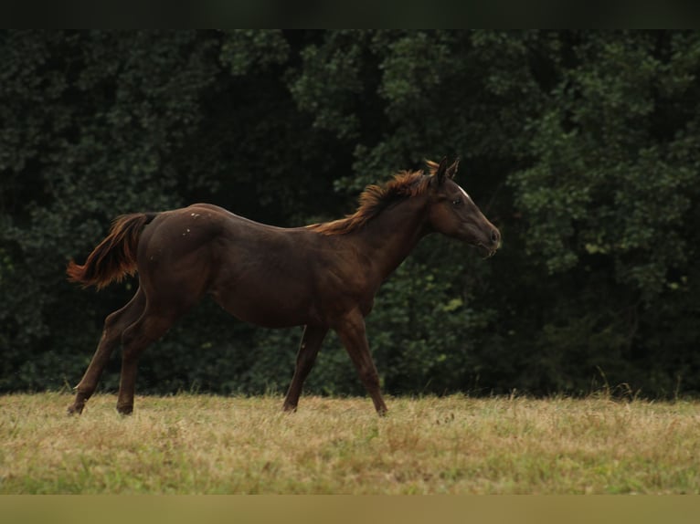 Appaloosa Étalon Poulain (02/2024) 150 cm Noir in Brežice