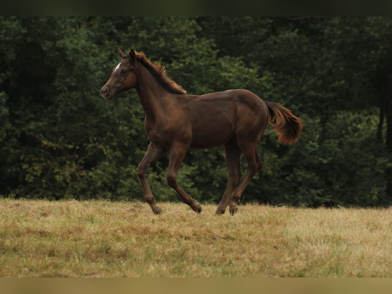 Appaloosa Étalon Poulain (02/2024) 150 cm Noir in Brežice