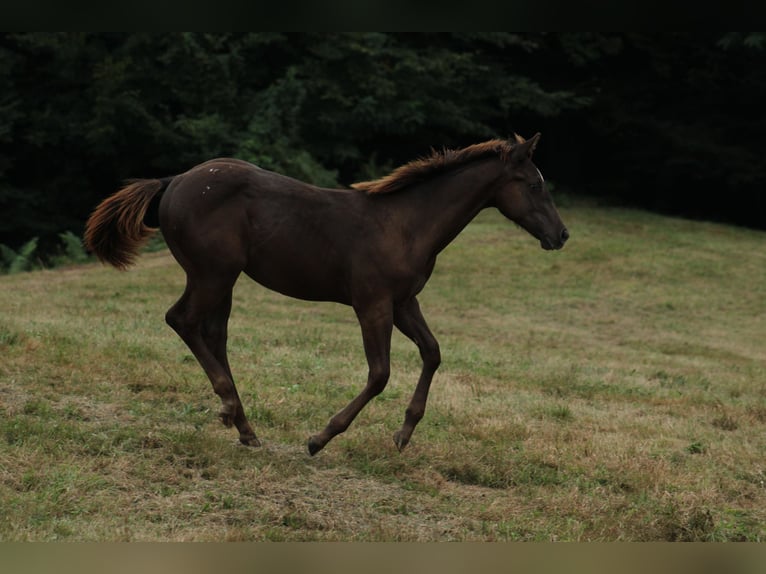 Appaloosa Étalon Poulain (02/2024) 150 cm Noir in Brežice