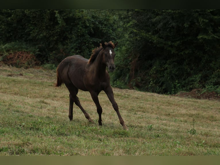 Appaloosa Étalon Poulain (02/2024) 150 cm Noir in Brežice