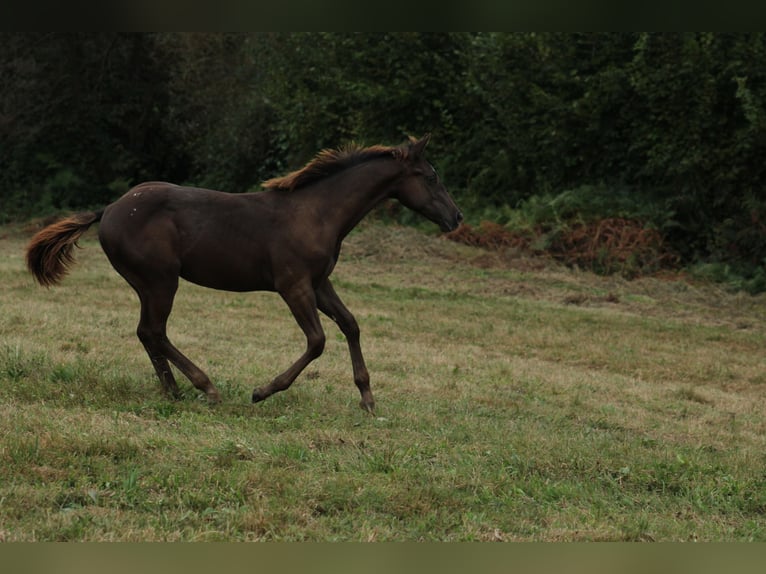 Appaloosa Étalon Poulain (02/2024) 150 cm Noir in Brežice