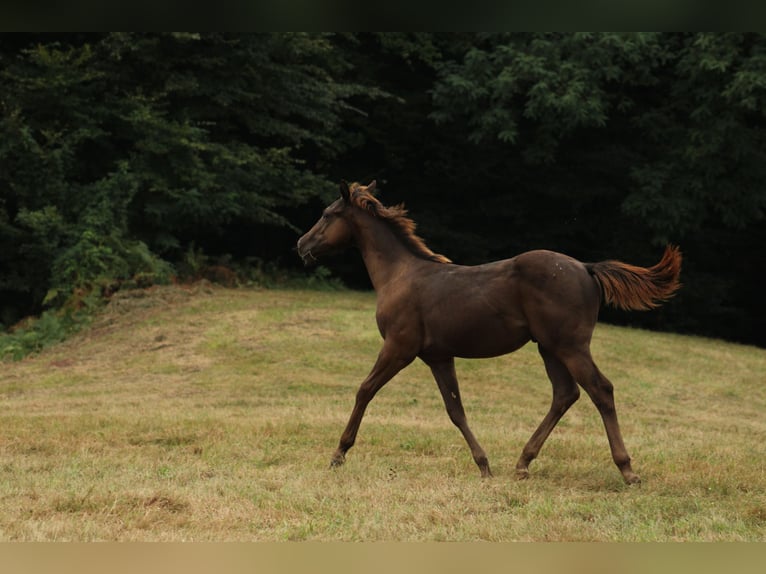 Appaloosa Étalon Poulain (02/2024) 150 cm Noir in Brežice