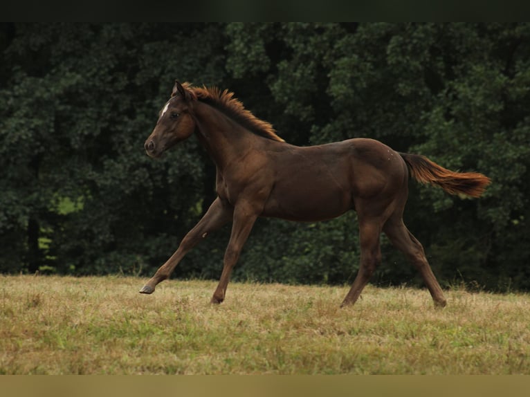 Appaloosa Étalon Poulain (02/2024) 150 cm Noir in Brežice