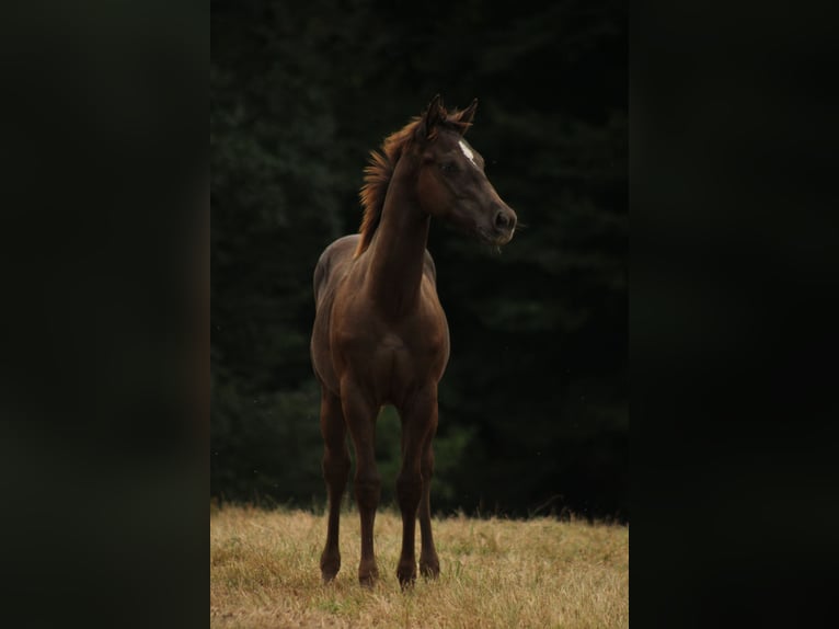 Appaloosa Étalon Poulain (02/2024) 150 cm Noir in Brežice