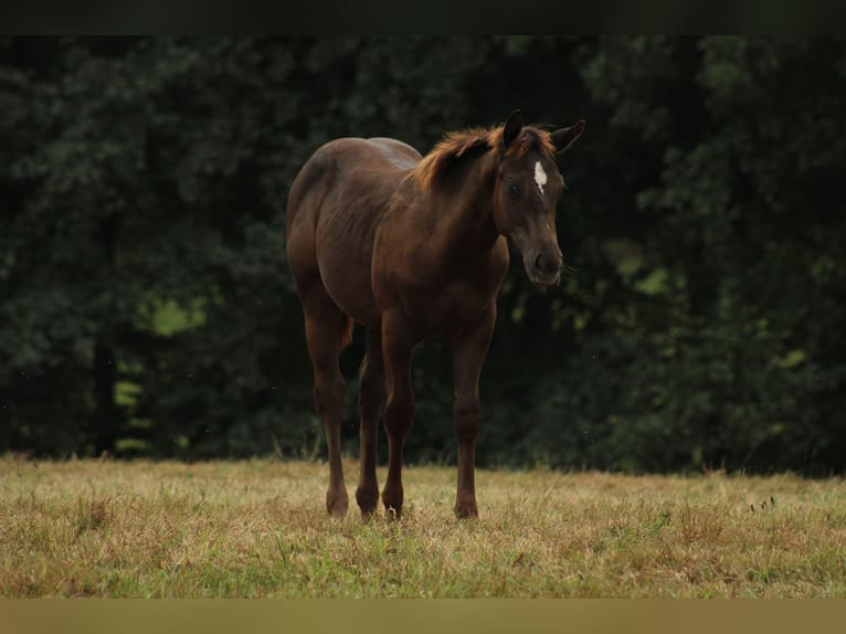 Appaloosa Étalon Poulain (02/2024) 150 cm Noir in Brežice