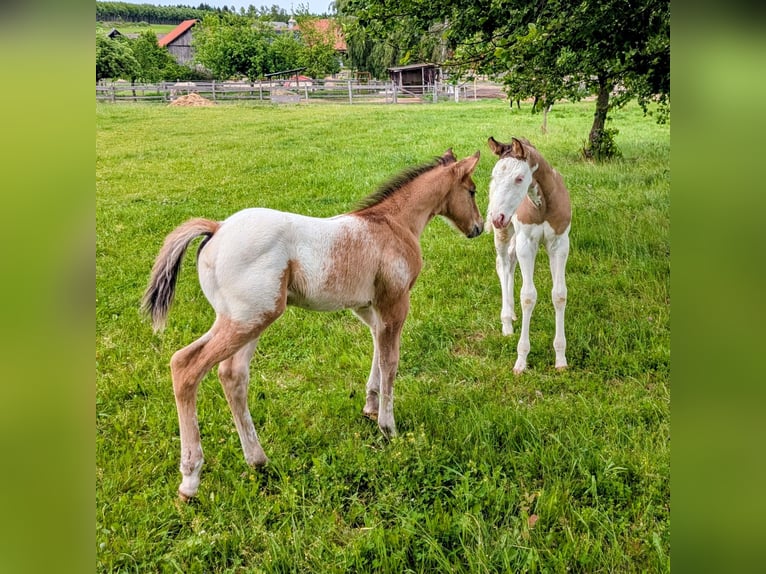 Appaloosa Étalon Poulain (05/2026) 153 cm Isabelle in Brand