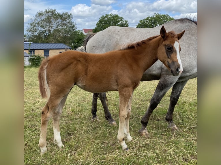 Appaloosa Étalon Poulain (03/2026) 155 cm Alezan brûlé in Pappenheim