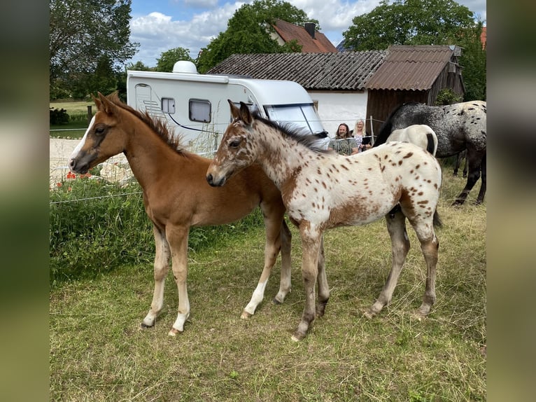 Appaloosa Étalon Poulain (03/2026) 155 cm Alezan brûlé in Pappenheim