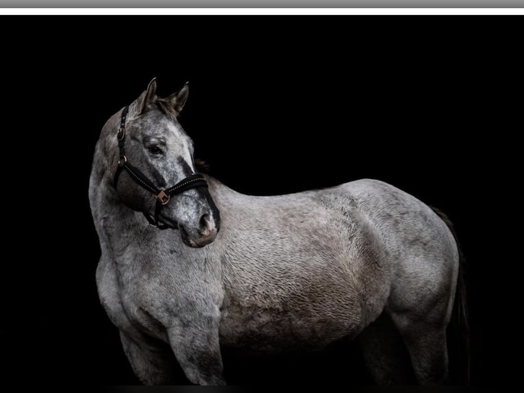 Appaloosa Étalon Poulain (03/2026) 155 cm Alezan brûlé in Pappenheim