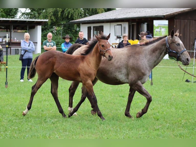 Appaloosa Étalon Poulain (04/2025) 155 cm Buckskin in Pappenheim