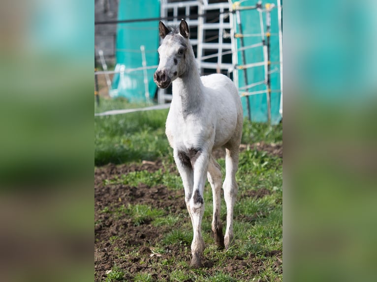 Appaloosa Étalon Poulain (02/2024) 155 cm in Stüsslingen