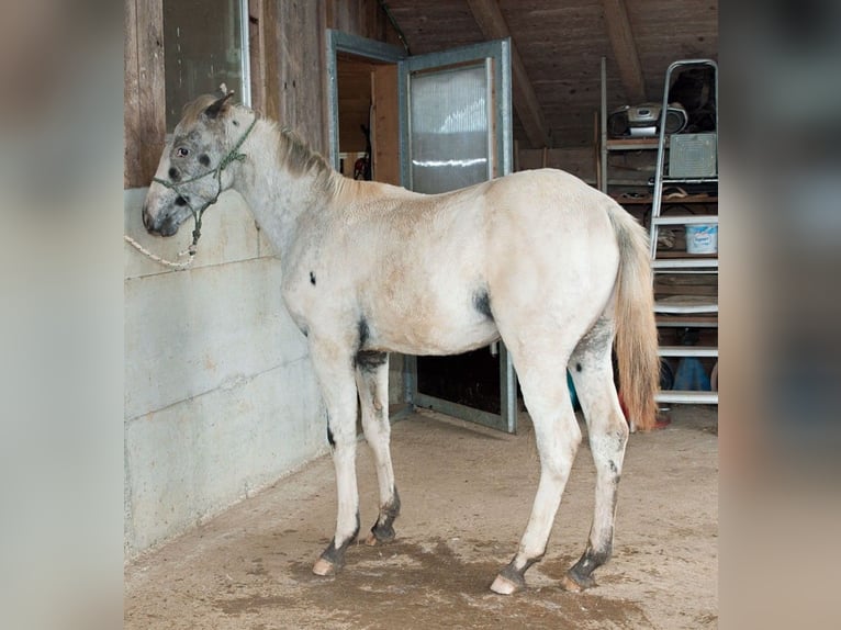 Appaloosa Étalon Poulain (02/2024) 155 cm in Stüsslingen