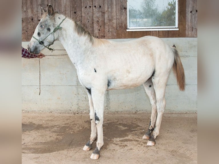 Appaloosa Étalon Poulain (02/2024) 155 cm in Stüsslingen