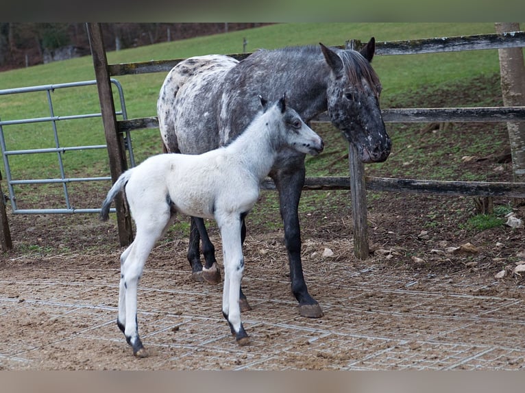 Appaloosa Étalon Poulain (02/2024) 155 cm in Stüsslingen