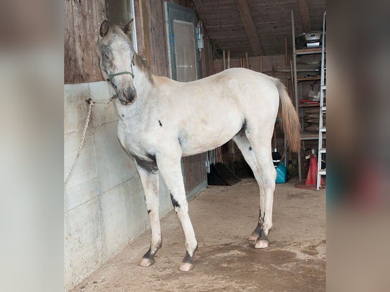 Appaloosa Étalon Poulain (02/2024) 155 cm in Stüsslingen