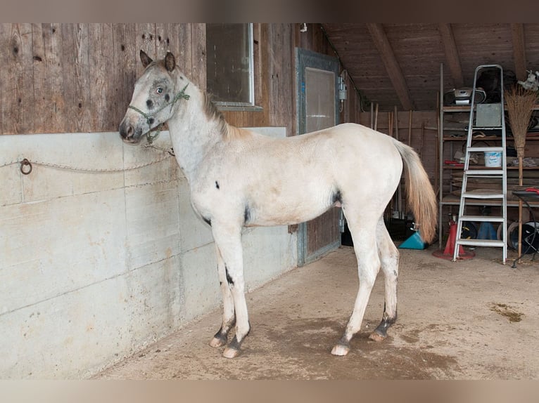 Appaloosa Étalon Poulain (02/2024) 155 cm in Stüsslingen