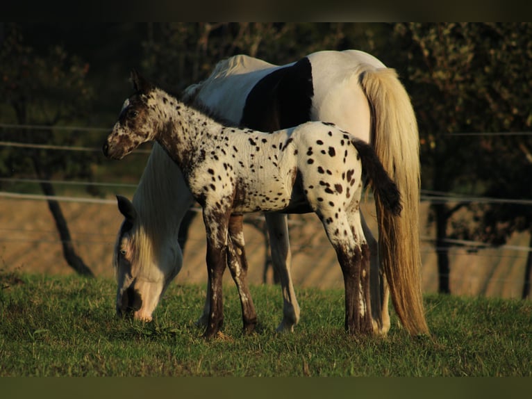 Appaloosa Croisé Étalon Poulain (08/2026) 155 cm Léopard in Brežice