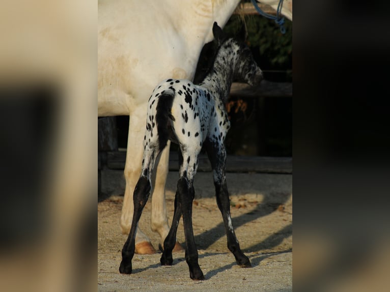 Appaloosa Croisé Étalon Poulain (08/2026) 155 cm Léopard in Brežice
