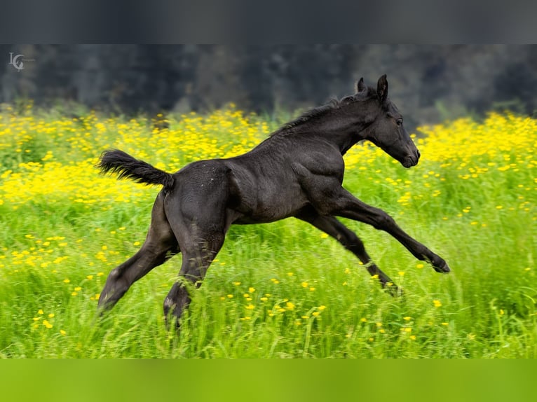 Appaloosa Croisé Étalon Poulain (05/2024) 155 cm Léopard in Simonshaven