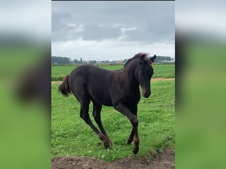 Appaloosa Croisé Étalon Poulain (05/2024) 155 cm Léopard in Simonshaven