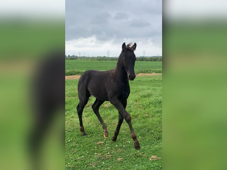 Appaloosa Croisé Étalon Poulain (05/2024) 155 cm Léopard in Simonshaven