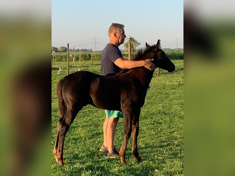 Appaloosa Croisé Étalon Poulain (05/2024) 155 cm Léopard in Simonshaven