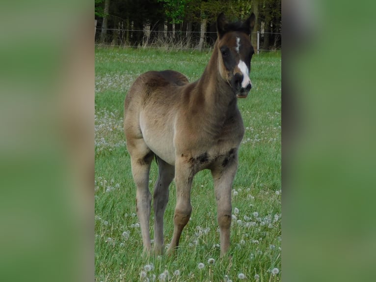 Appaloosa Étalon Poulain (02/2026) 155 cm Noir in Skalice