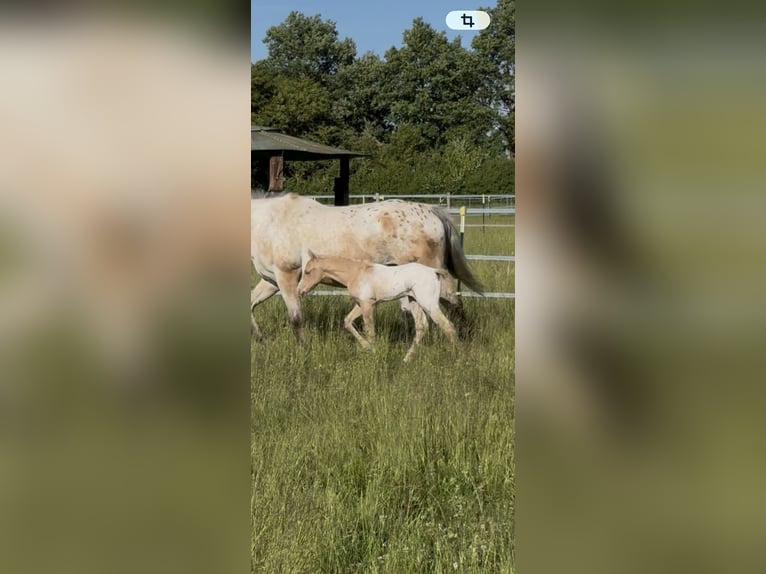 Appaloosa Étalon Poulain (05/2026) 155 cm Palomino in Nördlingen