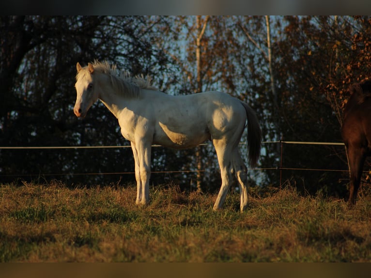 Appaloosa Étalon Poulain (02/2024) 155 cm in Globoko