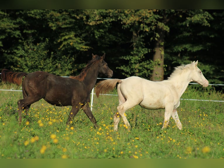 Appaloosa Étalon Poulain (02/2024) 155 cm in Globoko