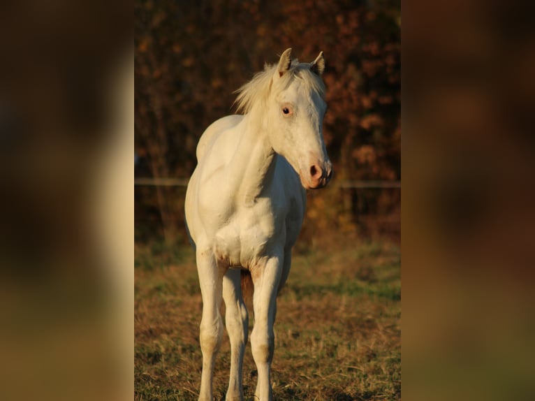 Appaloosa Étalon Poulain (02/2024) 155 cm in Globoko